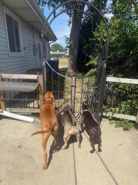 2 weeks with us vs. 2 years in the shelter. I think Waffles is loving home life. 💛