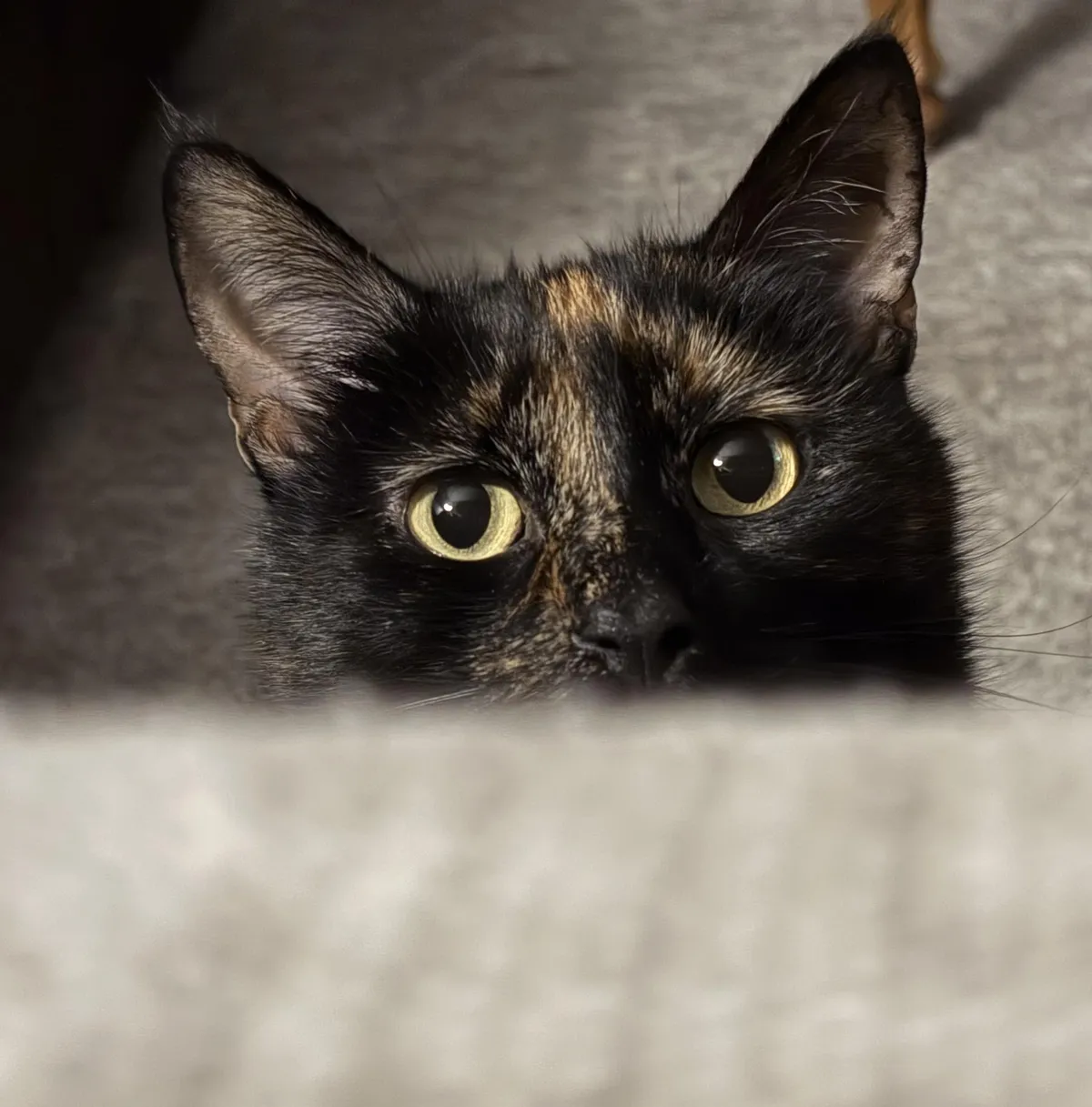 “My name is Macchi, and I like to lightly bite people who don’t pet me when I want pets.”