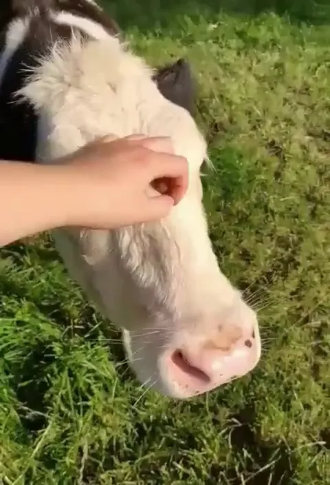 A calm moment with my calf, Magpie… until Bramble came zooming over!