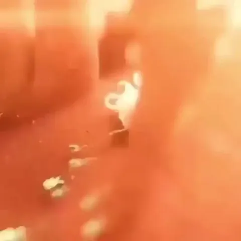 This is not how macrophages move