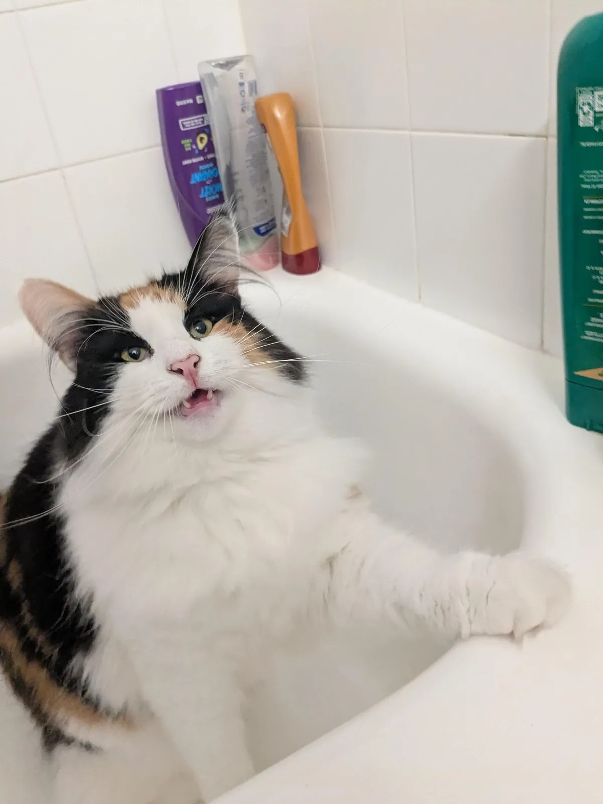 Lucy growing up , Then vs Now