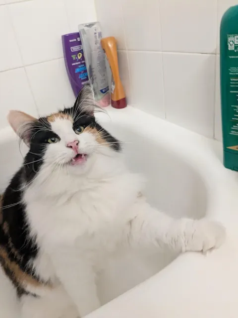 Lucy growing up , Then vs Now