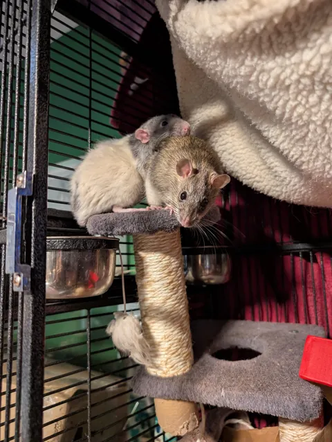 Domestic and wild rat side by side.