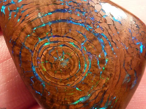 🔥 In rare cases, dead organisms will be filled in with opal rather than mud or stone, creating these mesmerizing fossils 🔥