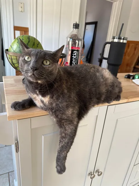 Saying goodbye to my sweet bear tomorrow morning. Wanted to share her beauty with you all