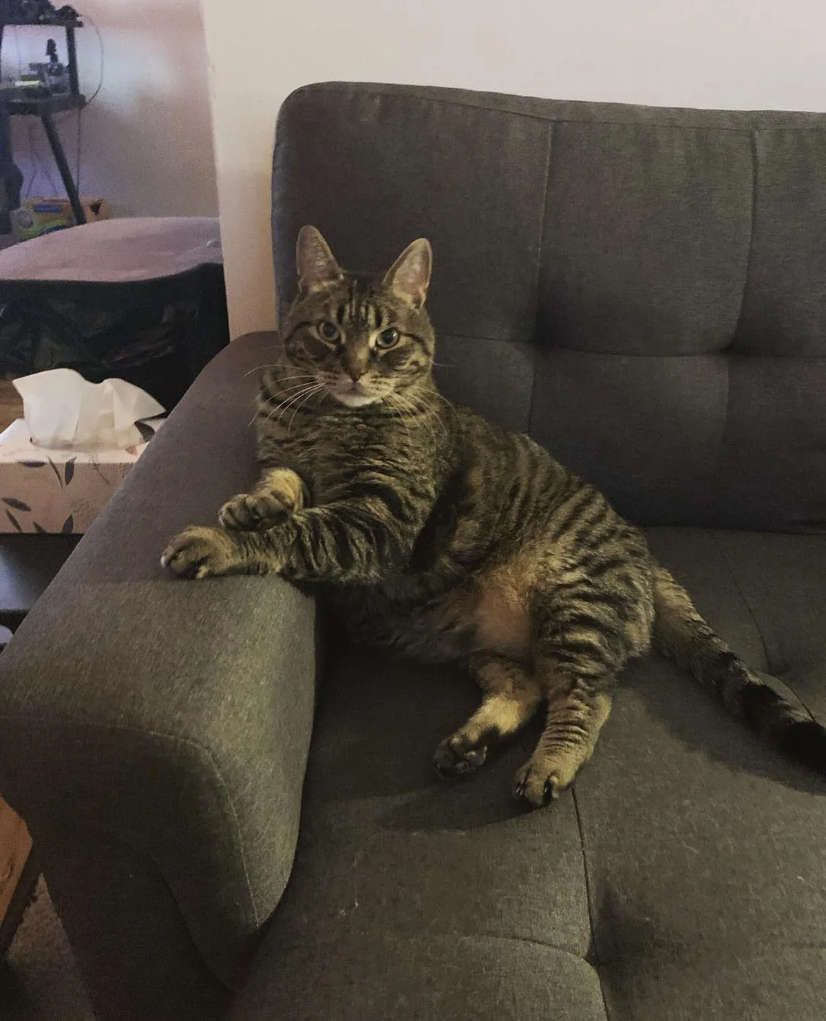 I lost my best friend over the weekend to cancer, I just wanted to share Pook with the world one last time. 