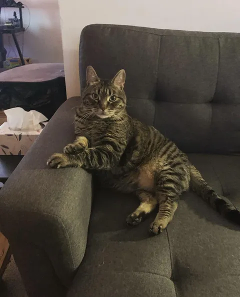 I lost my best friend over the weekend to cancer, I just wanted to share Pook with the world one last time. 