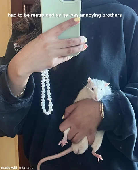 This week in RAT CRIMES 🚨