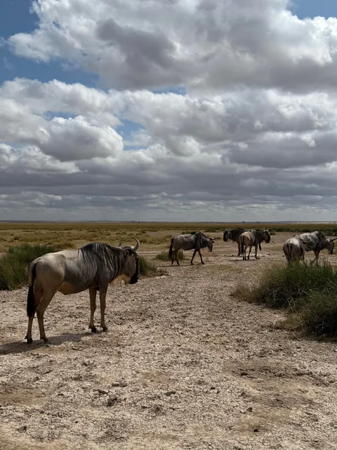 First safari experience, and I’m so happy we chose Kenya (2025)
