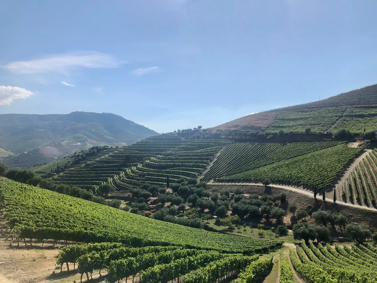 Last week went wine tasting in one of the most beautiful places I’ve ever been to - Quinta do Crasto, Douro, Portugal