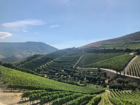 Last week went wine tasting in one of the most beautiful places I’ve ever been to - Quinta do Crasto, Douro, Portugal