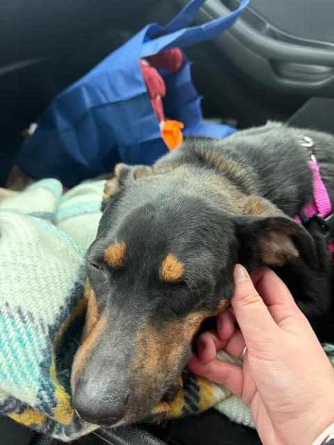 Every week I take a shelter dog out for a field trip. The past two weeks I took Messiah. He’s a very happy boy.