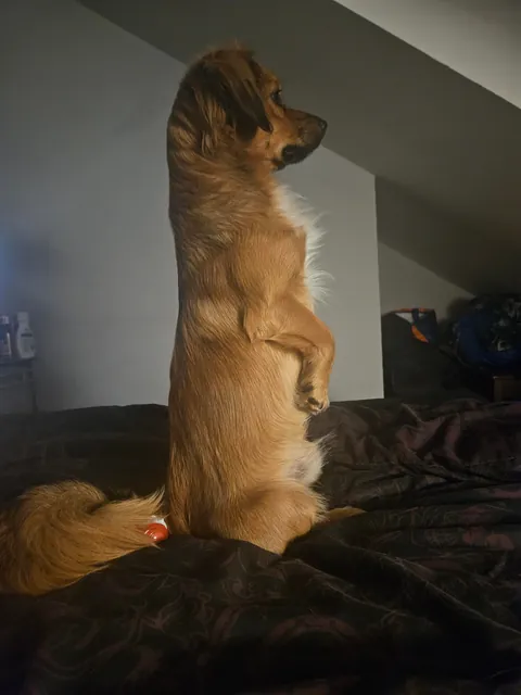 Kevin has once again turned into a meerkat.
