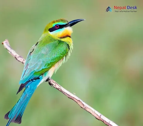 Bird No. 8 - Rainbow bee-eater