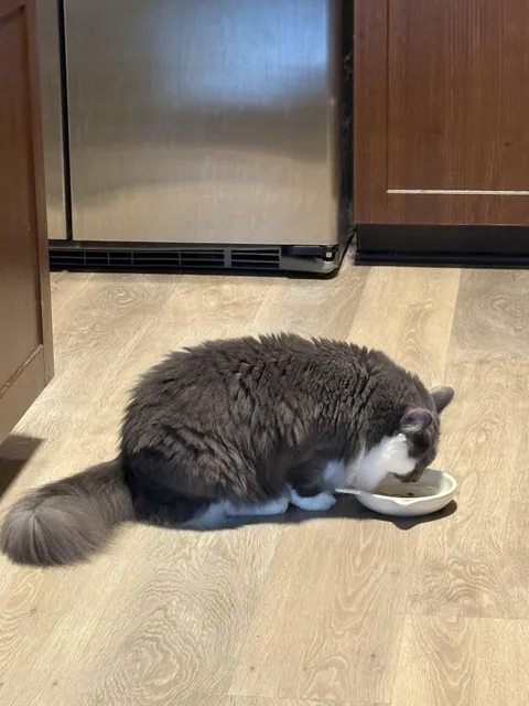 My cat doesn’t have a neck