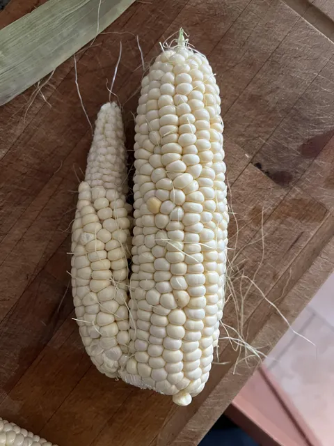My corn husk had two cobs inside