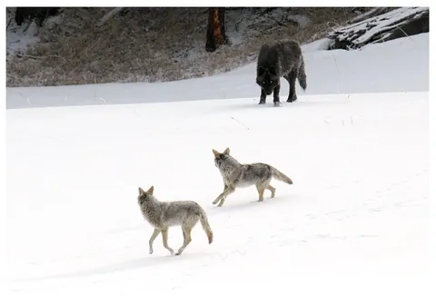 Coyotes meeting a newly reintroduced wolf in Yellowstone