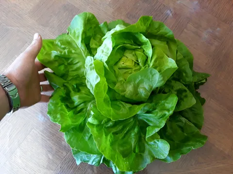 Lettuce from our garden