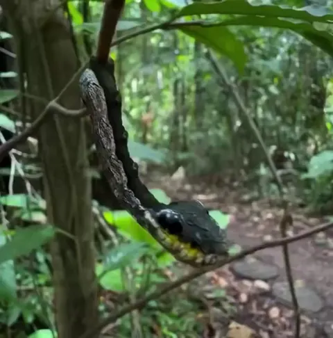 Found in Costa Rica, this snake-mimic caterpillar transforms its body to look like a snake, complete with false eyes, and even moves like one to ward off threats.