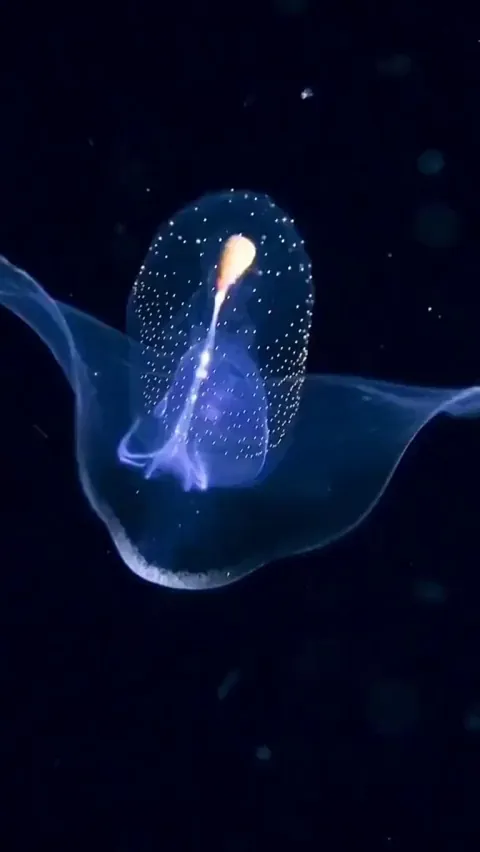 What are some interesting, lesser known sea creatures?