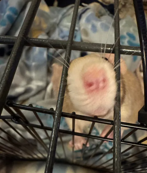 He finally got neutered!