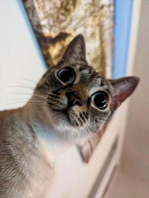 Dumpling appreciation post