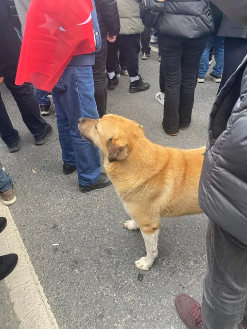 This stray dog has been attending all the protests held in Istanbul recently