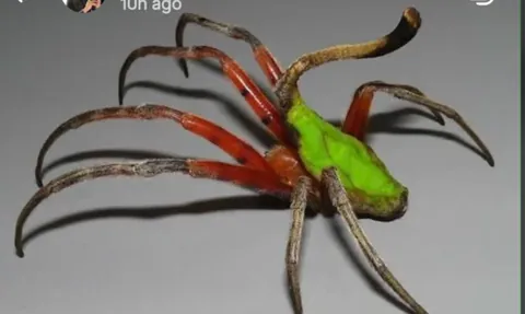 New species unlocked!! LEAF SPIDER