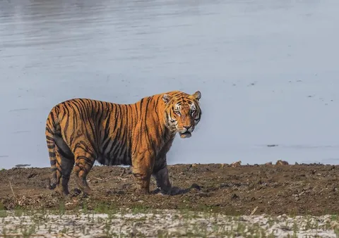 🔥 An absolute unit of a Tiger from Kaziranga National Park. Tigers from there are widely regarded as one of, if not the largest wild cat on the planet. 🔥