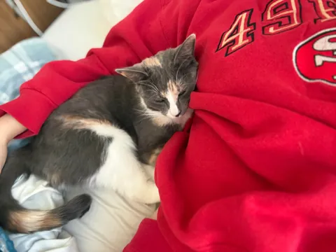 first time cat owner, adopted bonded sisters- so glad I did !