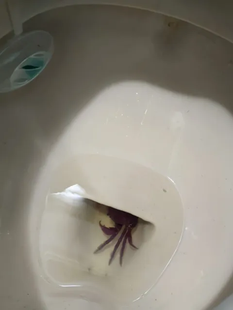 This crab found it's way up my friends toilet. Weirdest jump scare so far