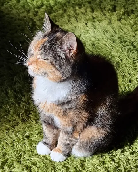 Remembering the kitties that left us in 2024 💫