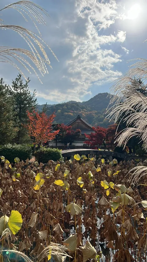 Kyoto, Japan Trip in November 2025.