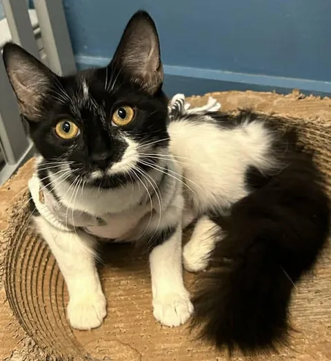 Good news from our shelter, Chloée and Cléopâtre were adopted together ❤️❤️❤️