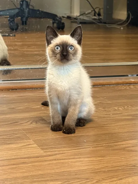 Just got this little guy from the shelter! He looks perma confused and pissed.