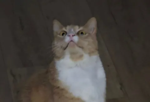 My beautiful boy has few days left to live. Thought I'd share him before he goes on his way