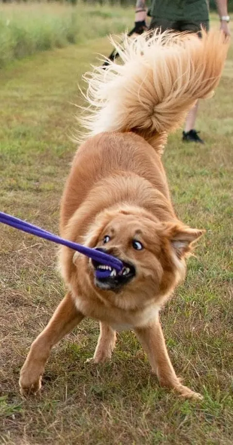 A rarepupper &amp; super mutt, Joji. Small guy with big personality