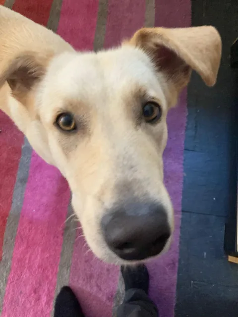 Will you boop the snoot?