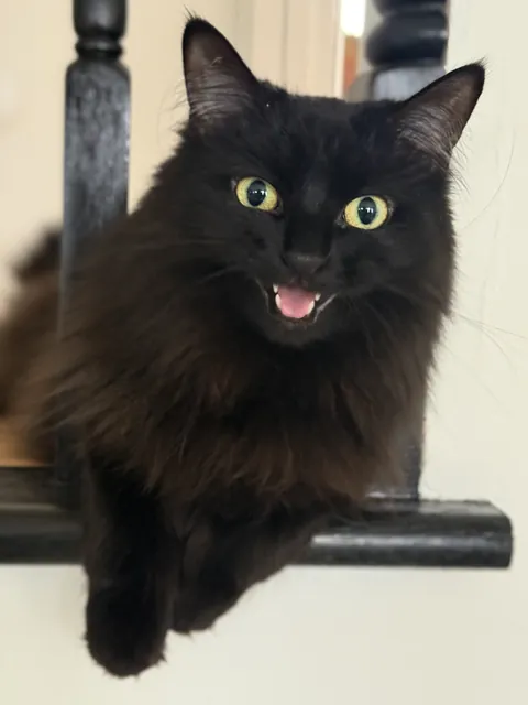 Caught her mid meow!