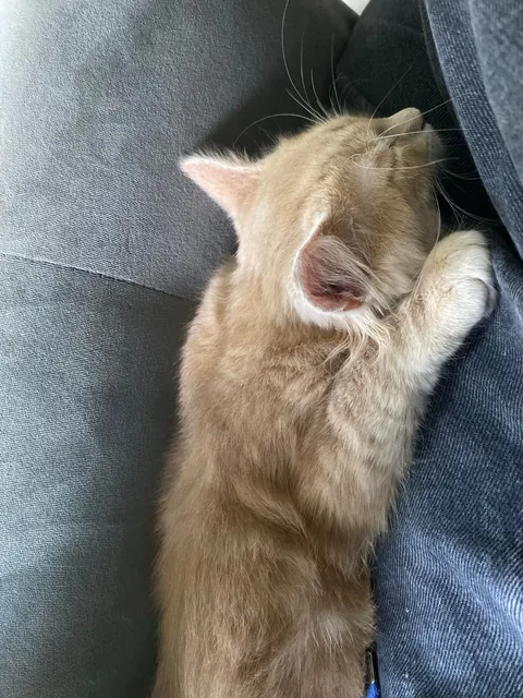 I would love if anyone could ask questions about my sweet peanut🕊️