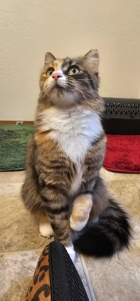 First time posting, this is Topanga!