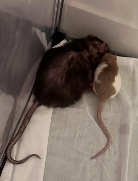 Missy (2.5 years old) recently lost the last of her sisters. We adopted some babies, and it was love at first intro.