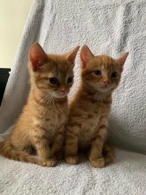 Two's a vibe. 😻✨