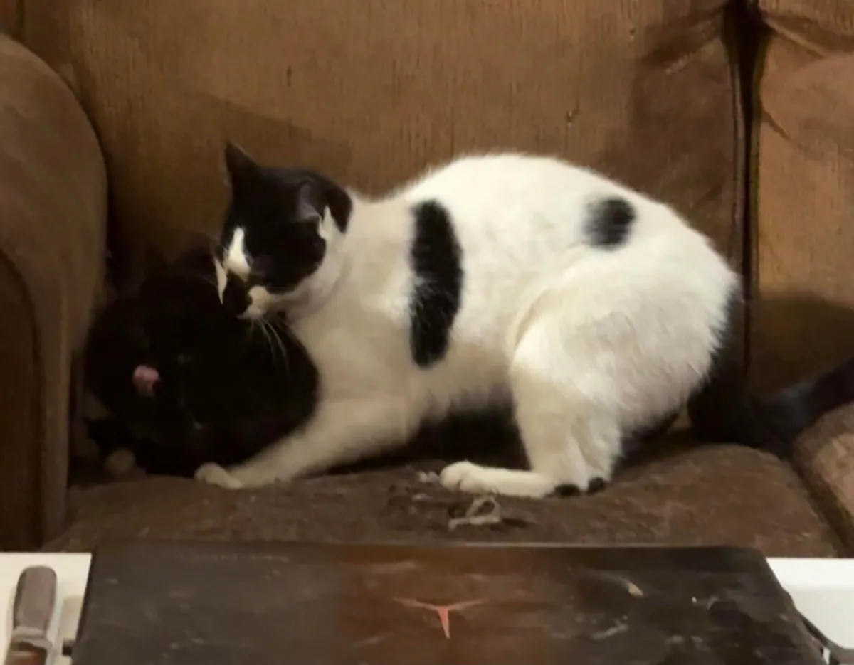 Pazuzu bugging Murphy, even when he tries to get away.