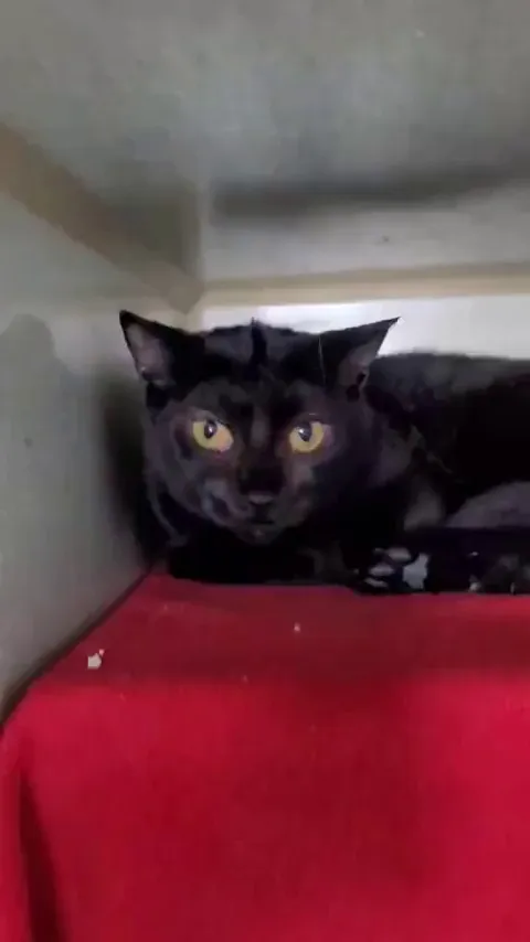 Sybile from our shelter is slowly learning to love getting petted. Our Boss Émilie is really the best cat whisperer.