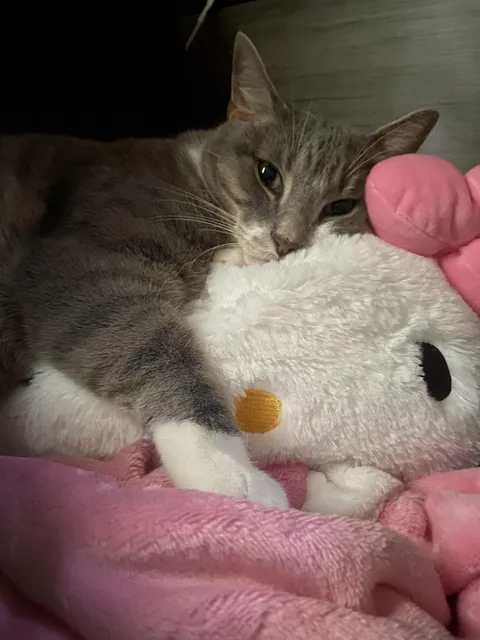 how do i untramatize my cat😔