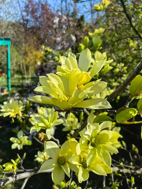 Magnolias i my garden in Serbia