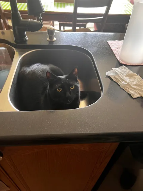 Anyone else have a sink void