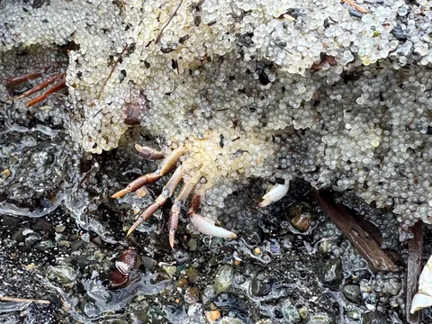 Herring eggs piled so thick it suffocates other marine life