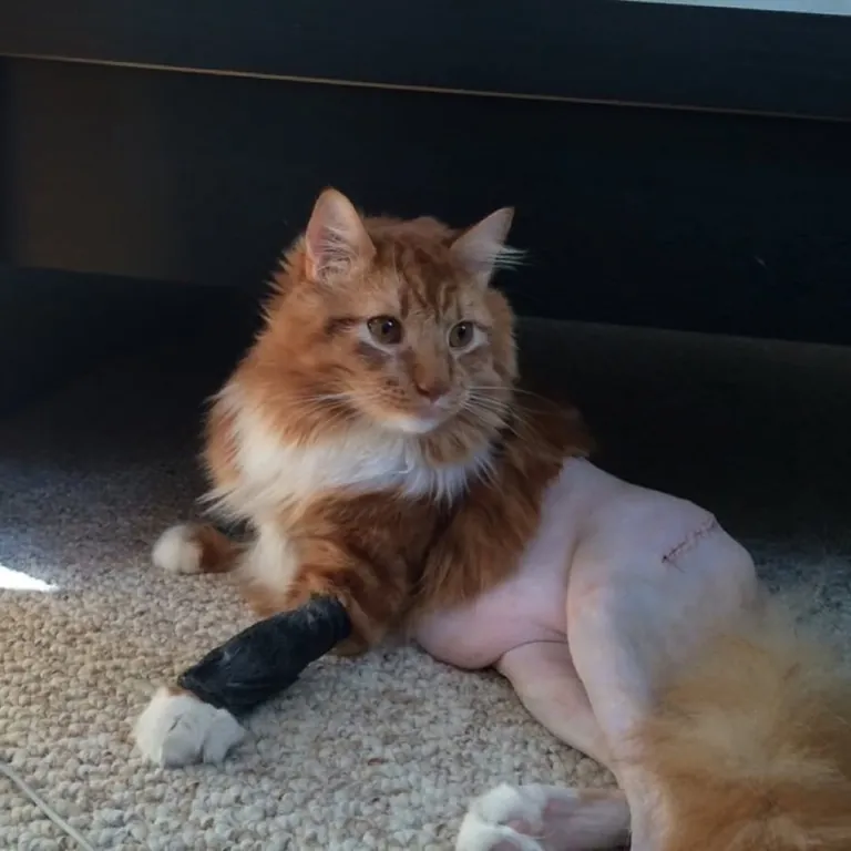 Partially shaved cats